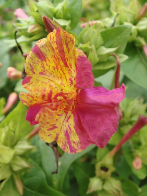 Mirabilis jalapa 'Bicolore' fleur